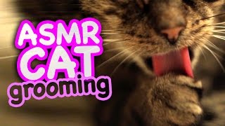 ASMR Cat  Grooming 46 [upl. by Euhsoj624]