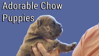 All About Cute Chow Puppies  12 Days Old [upl. by Yesak386]