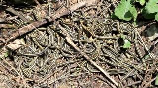 Redsided Garter Snake  breeding ball [upl. by Adnofal382]