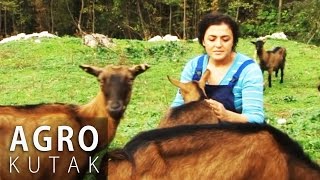 Agro kutak 8  Uzgoj koza i muznih krava [upl. by Stockmon463]