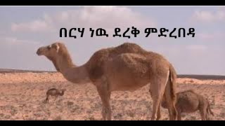 Heavenly real worship songs ፊትህ ፡ እንቀርባለን ፡ ይኸው ፡ ዛሬ Tadesse Eshete Mezmur [upl. by Schilit317]