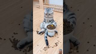 Cat funny cat funny cute pets funnycats reaction cutecat [upl. by Anoik]