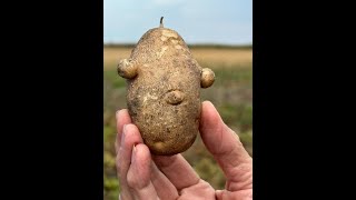 The Biggest Potato Farm in Manitoba [upl. by Hanson123]