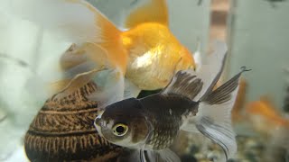 Beautiful Goldfish Swimming Fish tanksetup Relaxing video stress relief Thailand ASMR Live [upl. by Khosrow]