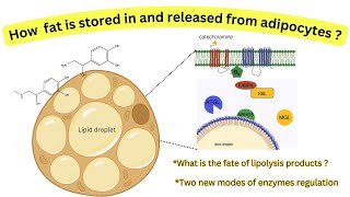 How sequestration of lipases regulates triacylglycerol metabolismFate of lipolysis products [upl. by Pippo]