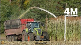 Lohnunternehmer häckseln bis zu 4m hohe Hirse Großaufgebot beim Lohn häckseln Hirse Ernte 2021 [upl. by Linda822]