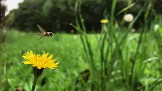 Macadamia Orchard Biodiversity HOVERFLY [upl. by Atteuqihc]