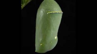 Monarch chrysalis time lapse [upl. by Eiznyl]