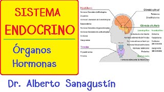 SISTEMA ENDOCRINO explicado FÁCIL glándulas y hormonas [upl. by Ycrad649]