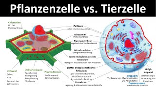 Tierzelle vs Pflanzenzelle Vergleich  Zellorganellen und ihre Funktionen 33  Biologie [upl. by Seabrooke]