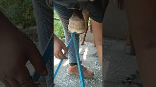 horse 🐴🐴🐴 hoof finishing videos please check out 💯💯sabscribs trendingshorts horsefarrier [upl. by Gnil]