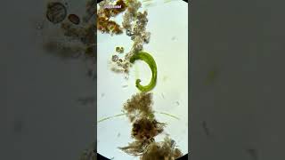 Euglena Under Microscope 200x microbiology microscope biology [upl. by Leakim592]