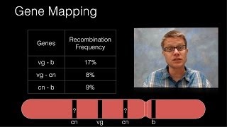 Genetic Recombination and Gene Mapping [upl. by Kcirneh]