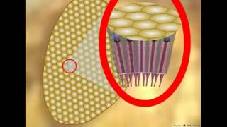 Insect Vision Ommatidium Structure and Function [upl. by Mendel]