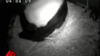 Raw Video Calif Panda Gives Birth to 5th Cub [upl. by Leahcir514]