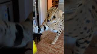 King the Serval Cat attack boxing [upl. by Eisus]