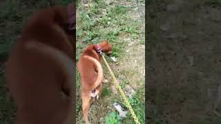 This dog is always pulling hard on the leash during walks [upl. by Lainey989]