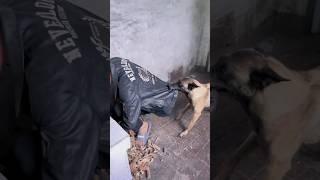 कुत्ते ने बचाई जान dogs shorts dogshorts funnyshortsvideo [upl. by Alemap909]