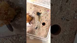 5 Year Old Ant Colony vs Fly 😳 Timelapse [upl. by Firooc]