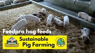 Feedpro Sustainable Pig Farming the New and Natural Way [upl. by Hauck]