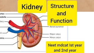 Structure and function of kidneyHindiUrdu [upl. by Mathilde]