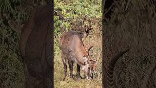 Waterbuck in Kenya shorts [upl. by Lennard]