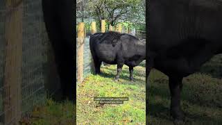 Cow jumped a fence cow highlandcattle babyanimals [upl. by Greenwood259]