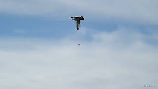 wood pigeon shooting crop protection [upl. by Len431]