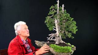 INTERNATIONAL BONSAI ACADEMY with Walter Pall 2013  Case Study 6 Picea abies yamadori [upl. by Darrin]