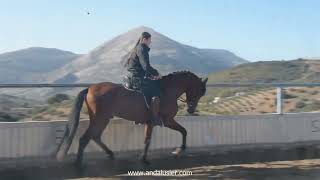 WAPI SIF PRE Wallach gelding wwwandalusiercom [upl. by Emerson]