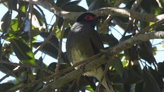 Figbird at a local park [upl. by Akierdna496]