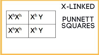 X  linked traits  Punnett Square basics [upl. by Tabb]