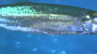 Large red tail barracuda [upl. by Rozella]