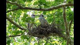 Yellowcrowned Night Herons Calling Greeting and Mating [upl. by Eniamraj]