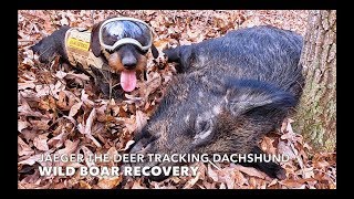 Jaeger  The Deer Tracking Dachshund Wild Boar Recovery [upl. by Maure]