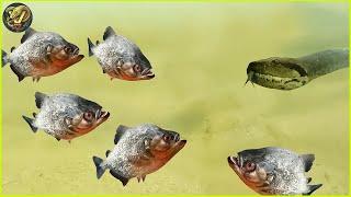 Deadliest Piranha Attacks Caught on Camera  Animal Fighting [upl. by Olenolin]