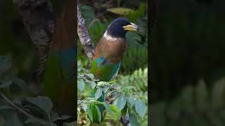 Great Barbet from Sattal [upl. by Nesaj636]