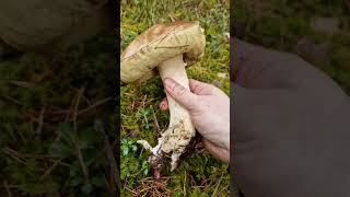 I found ENORMOUS wild boletus Will feed the whole village xD [upl. by Katharine297]