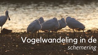 Vogelwandeling in de schemering 1338 [upl. by Cohette]