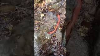 Kinabalu Giant Red Leech Hunts And Eats Worm [upl. by Eux957]