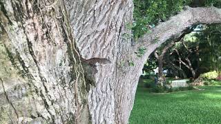 Brown Anole Displaying Dewlap  2 [upl. by Popelka869]