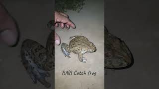 Catch a frog in a funny video Catch a frog🐸🐸🤣 92 shorts [upl. by Tillion649]