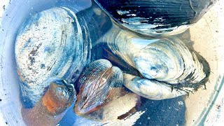 Clamming in Washington State  Catch and Cook [upl. by Fougere4]