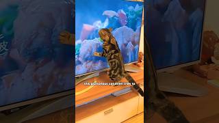 This gluttonous cat even tries to eat the meat on the TV screen shorts shortvideo funny cute [upl. by Lemmy588]