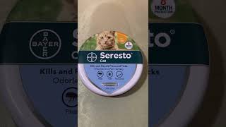 Seresto cat collar product review  is it worth it [upl. by Simonette541]