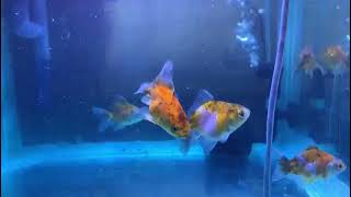 Comet Gold Fishes in methylene blue water Healthy Fish Tips [upl. by Laenej986]