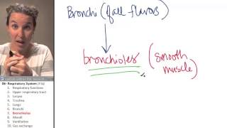 the Bronchiole Respiratory System ☆ Human Anatomy Course [upl. by Philippa]