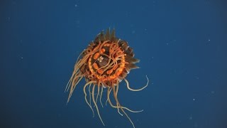 Creatures of the Deep  Atolla Jelly [upl. by Arie354]