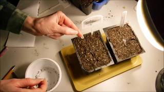 how to grow lavender from seeds and a trick that I found to help germinate lavender seeds [upl. by Elleivap]