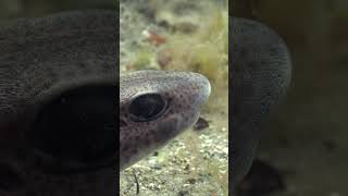 scubadiving diving with Lesser spotted catsharks hidden amongst seaweed off the Welsh coast [upl. by Rabush]